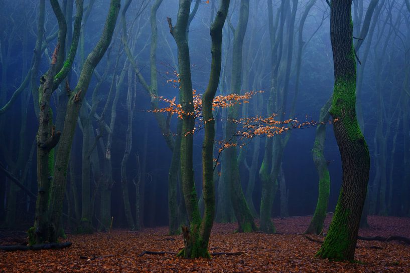 Speulder Magic by Martin Podt