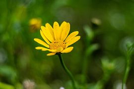 Gelbe Blume von Silvia Rikmanspoel