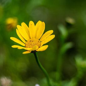 Gele bloem van Silvia Rikmanspoel