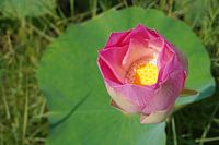 Lotus flower awakens, Cambodia