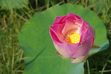 Lotusbloem ontwaakt, roze Lotus bloem in het groen