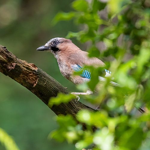 Jay