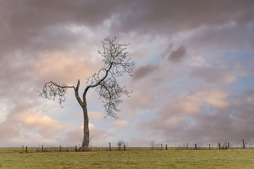 Reaching for the sky by Guy Lambrechts Photography