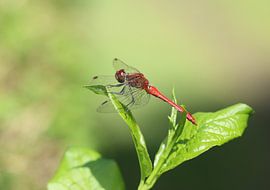 Bloedrode waterjuffer van Matthias Brix