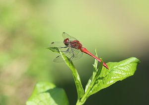 Blutrote Heidelibelle