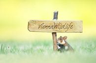 European field hamster by Vienna Wildlife thumbnail
