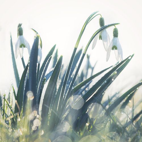 Schneeglöckchen mit Tautropfen