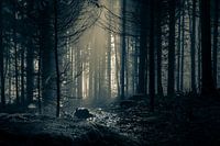 Donker bos