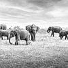 Asian elephants in Sri Lanka by Jille Zuidema