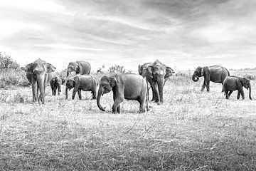 Éléphants d'Asie au Sri Lanka sur Jille Zuidema