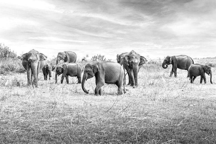 Aziatische olifanten op Sri Lanka van Jille Zuidema