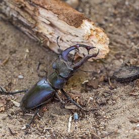 Vliegend hert by Erik de Wijk