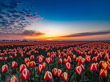 tulpenveld bij zonsopkomst van Chris van Es