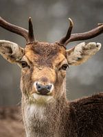 Fallow deer