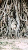 Buddha in Thailand (Ayutthaya)
