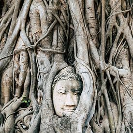 Buddha in Thailand (Ayutthaya) von Wendy Duchain