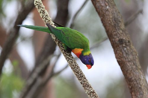 Regenboogparkiet, Queensland, Australië