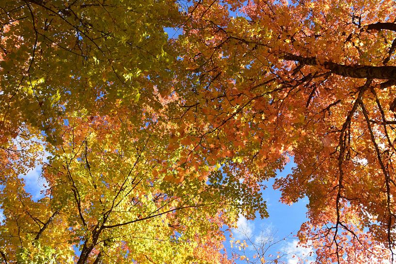 A maple forest in autumn by Claude Laprise
