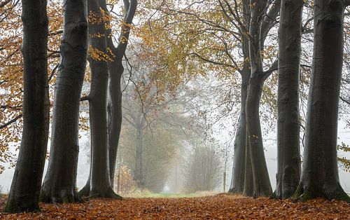 Laatste herfstkleuren