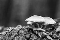 Gruppe von Schwefelköpfen am Baumstamm in Schwarz und Weiß