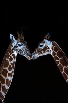 Twee giraffen in een intiem moment van De Muurdecoratie