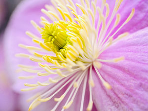 Nahaufnahme Clematis rosa