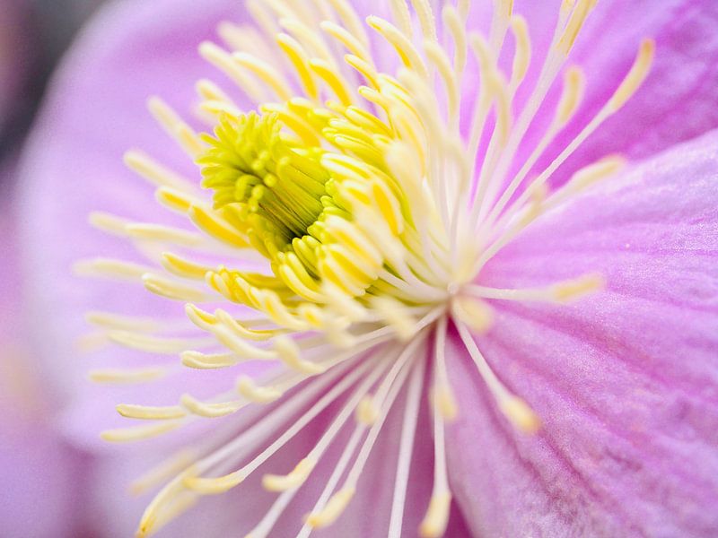 Close up clematis pink by Judith van Wijk