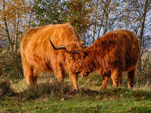Les Highlanders écossais
