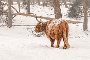 Schottischer Highlander im Schnee.