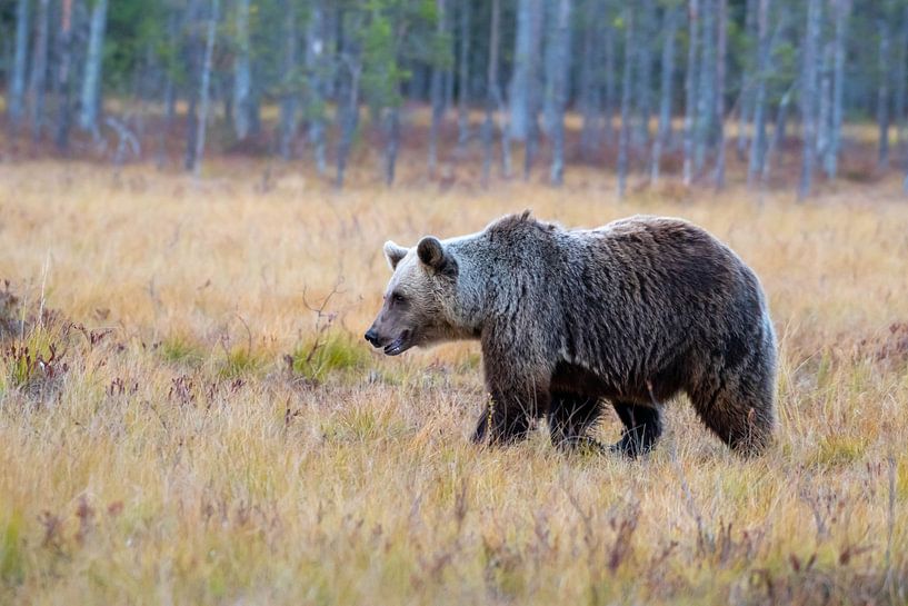 Braunbär von Merijn Loch