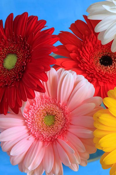 Gerbera von Thomas Jäger