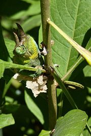 driehoornkameleon by Daisy Janssens