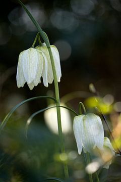 Kievitsbloem von Ronald Wilfred Jansen