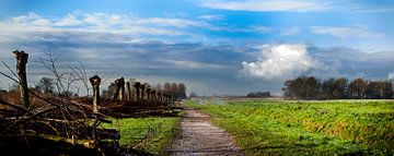 Middendelfland park, knotwilgen waren net gekort