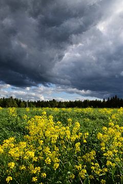 A field under a stormy sky by Claude Laprise