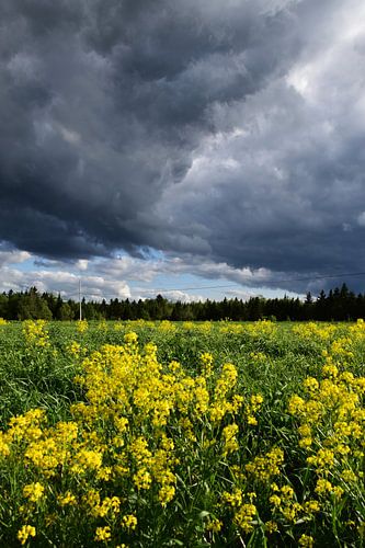 Een veld onder een stormachtige hemel