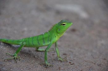 Was sehen Sie sich an?