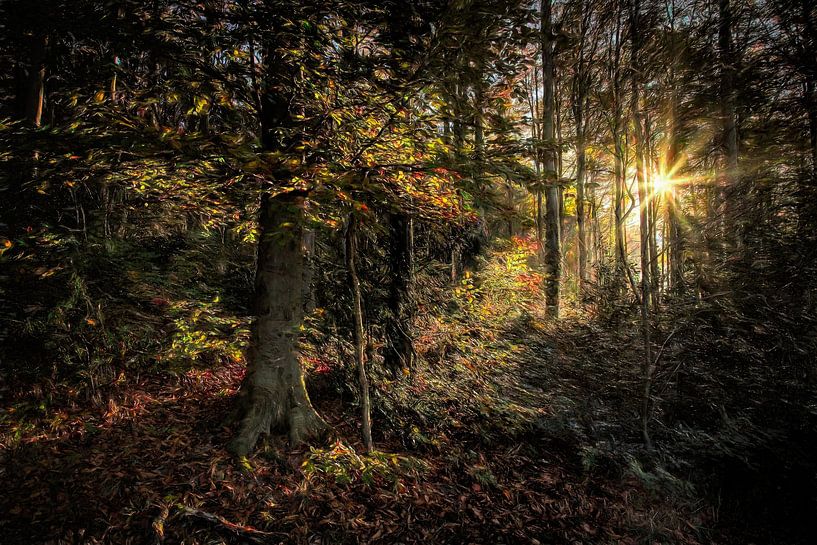 Herfst @ Vijlenerbos Epen van Rob Boon