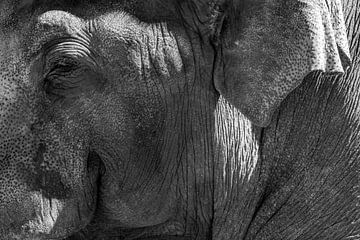 Asian Elephant with large white tusks looking directly at the camera by Sjoerd van der Wal Photography