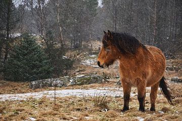Een paard dat vecht tegen ijskoude sneeuw en wind, Vigra, Noorwegen van qtx