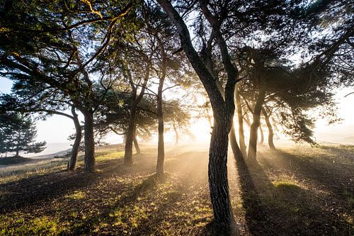 Zonsopkomst Balloereveld