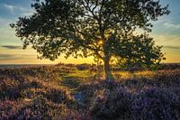 The lonely tree