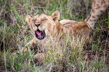 Ganzenleeuwenwelp op safari in Kenia, morgen stalken van Fotos by Jan Wehnert