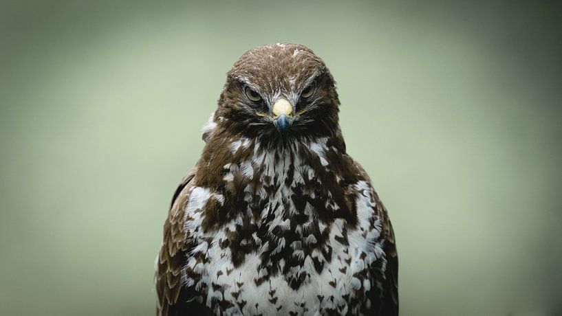 Buizerd van Alex Pansier