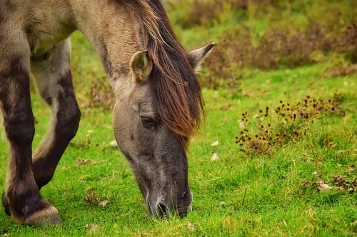 Grazend paard