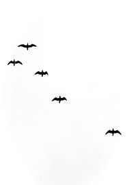 Birds #4 by Rafael Campezato