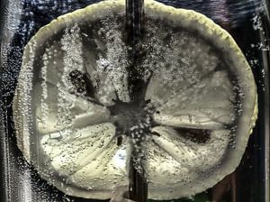 Im Wasserglas - Zitronenscheibe