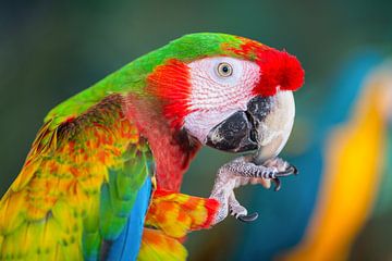 Ara papegaai close-up shot van Yevgen Belich