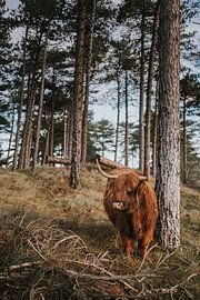 Nederlandse natuur van Froukje Wilming
