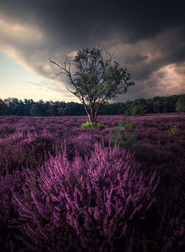 Thunder and heather by Niels Tichelaar